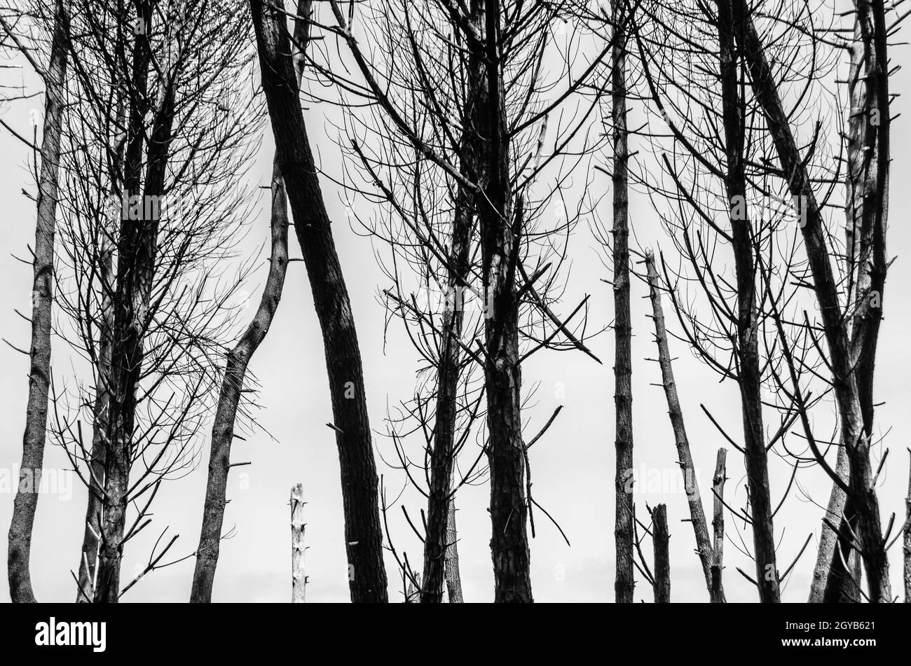 Seekiefern im Naturpark Liencres Dunes in Kantabrien, Nordspanien. Schwarzweiß-Bild Stockfoto