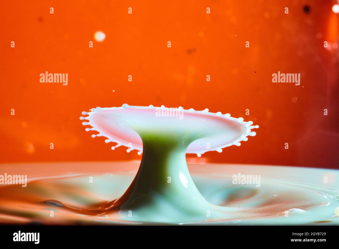 Grün gestielter Wassertropfpilz mit weißer Oberseite und milchig weißem Boden auf orangefarbenem Hintergrund Stockfoto