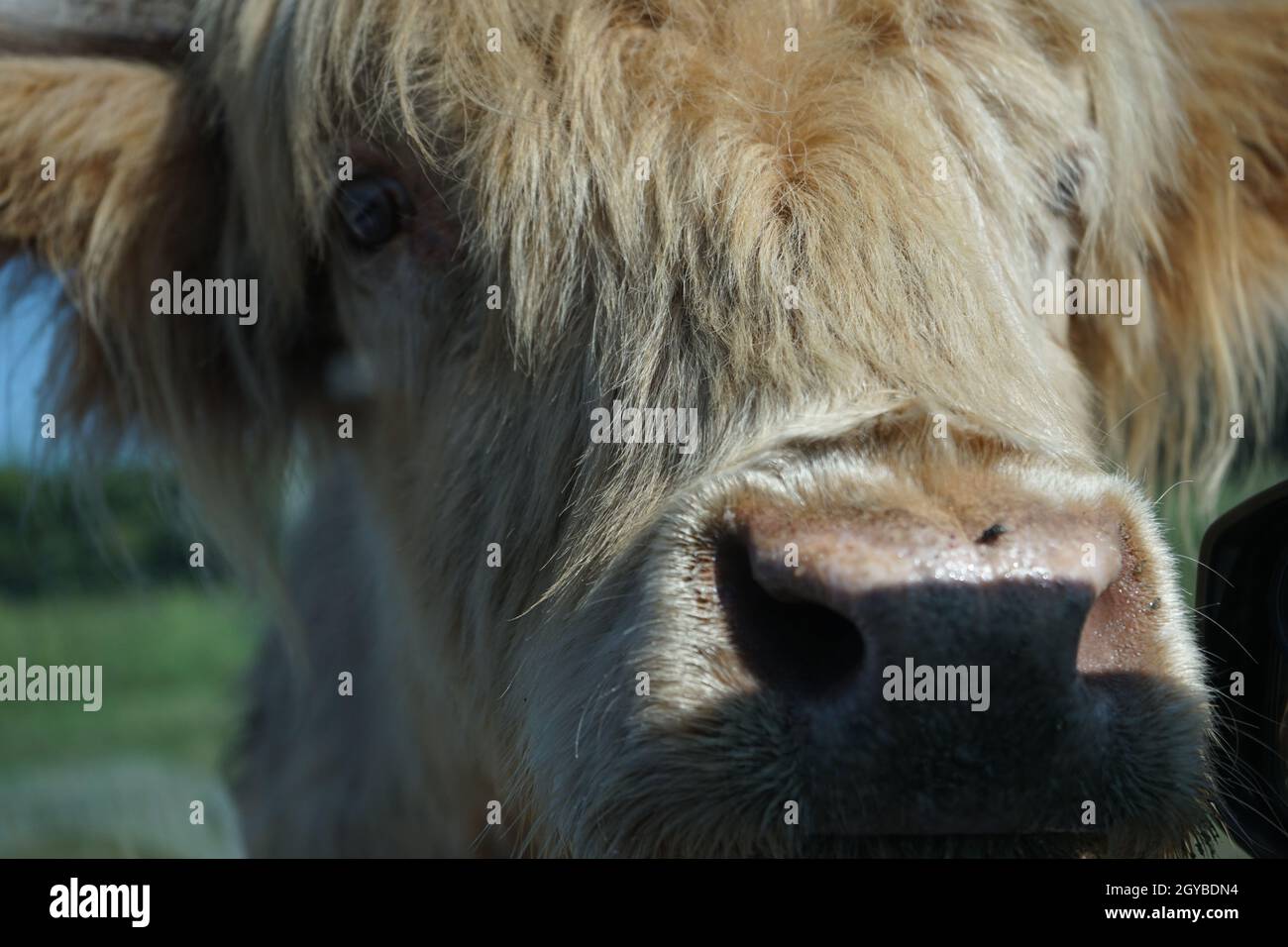 Ich habe mein Auge auf dich/eine Kuh, die dich anschaut Stockfoto
