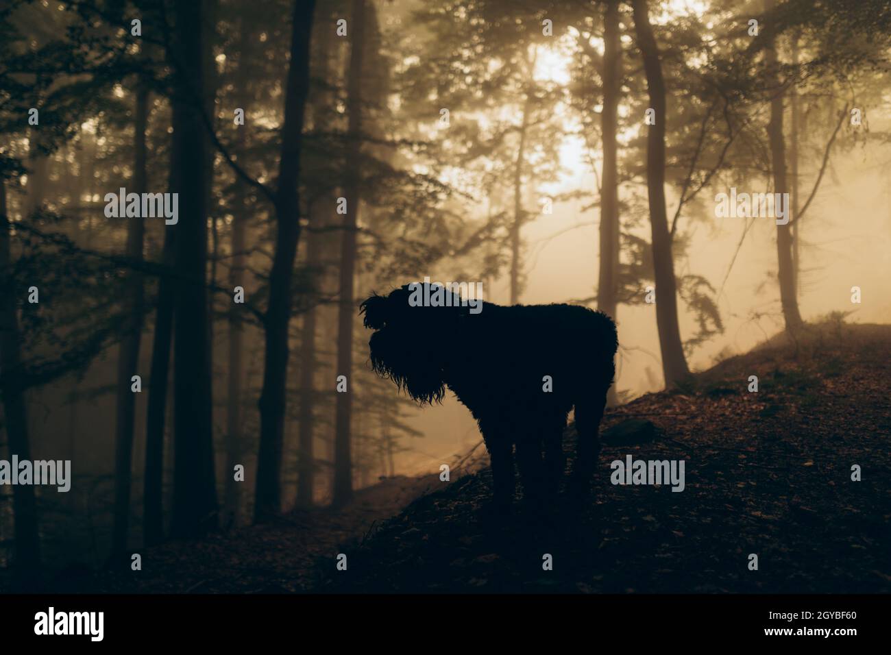 Silhouette eines schwarzen Hundes im nebligen Wald. Stockfoto
