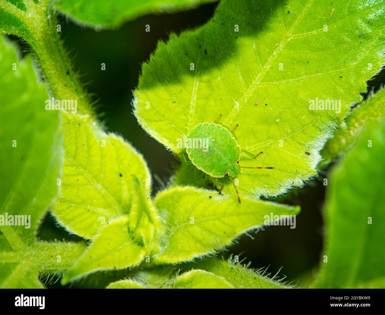 Halyomorpha halys Käfer auf einem Pflanzenblatt. Insekten. Feldpflanzen und Blumen. Makrofoto. Die natürliche Welt. Reise. Beetle Pest. Stockfoto