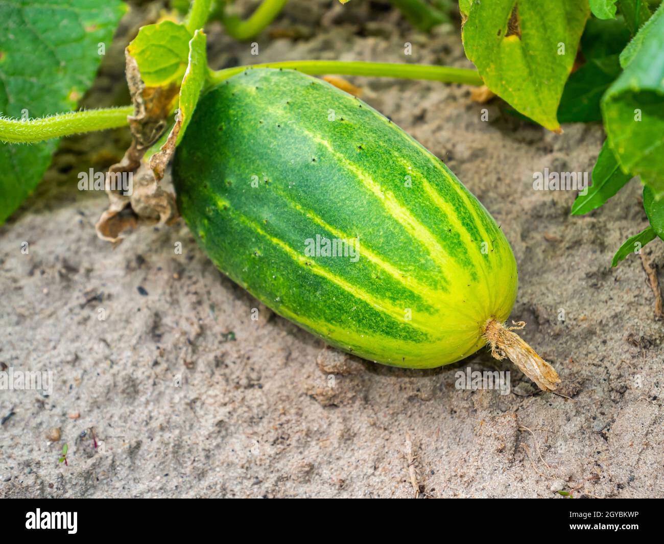 Erntet Gemüsegurken im Gartenbeet des Bauernfeldes. Landwirtschaft. Landwirtschaft. Werbung für ein Schaufenster eines Lebensmittelladens. Ort Stockfoto