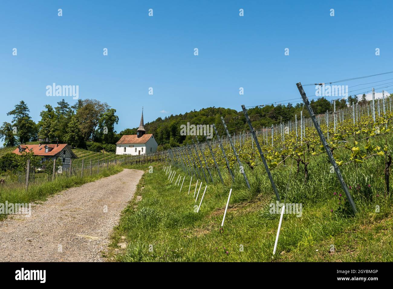 Kleine Kapelle im Weinberg, St. Gallus Kapelle, Kanton Thurgau, Schweiz Stockfoto