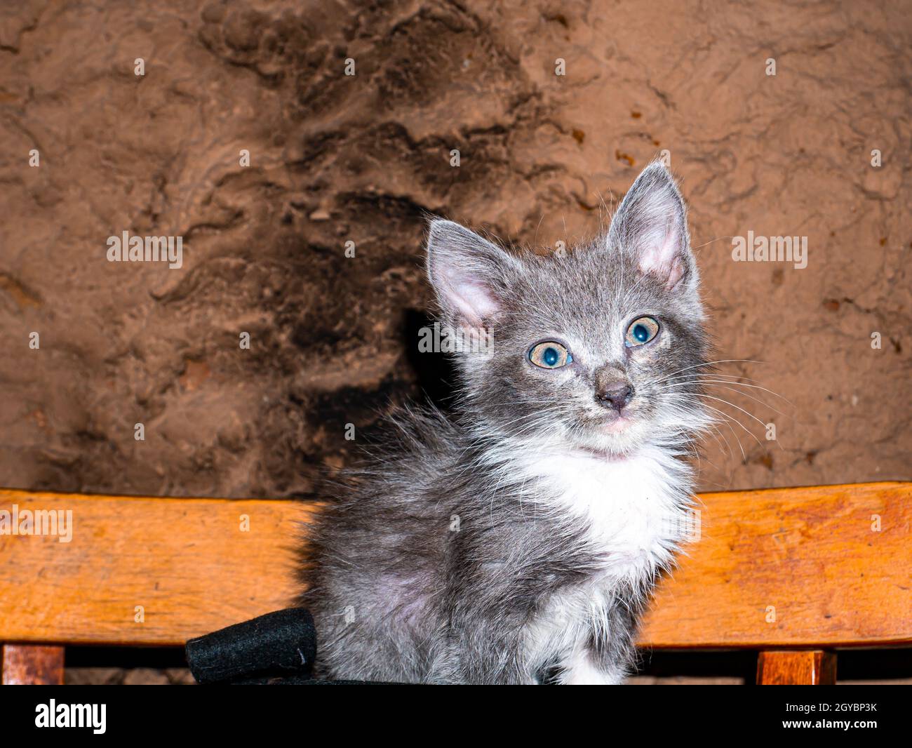 Ein graues Kätzchen mit blauen Augen schaut in die Linse. Keine reinrassige Hauskatze. Haustiere. Junge Kätzchen. Raubtiere der Katzenfamilie. Natur. Tierkopf. Stockfoto