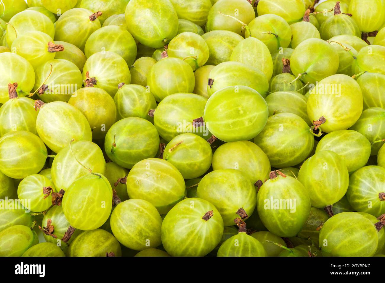 Hintergrund von frischen reifen grünen Stachelbeere Nahaufnahme Stockfoto