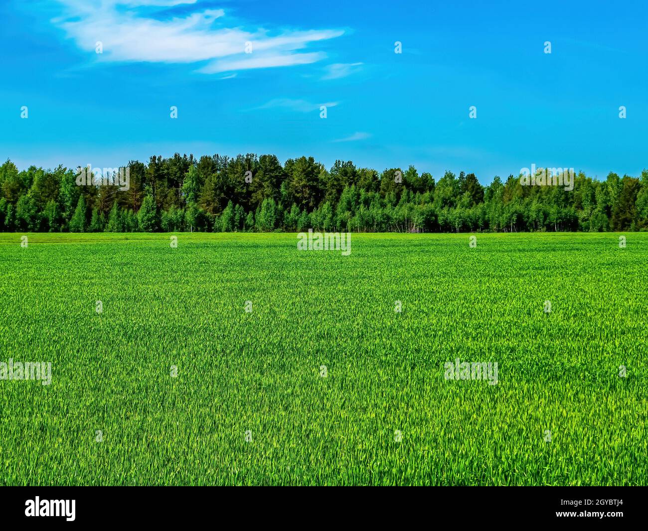 Grünes landwirtschaftliches Feld von Winterpflanzen auf einem Hintergrund des blauen Himmels. Agrargeschäft. Farm Feld von Winterkulturen. Blauer Himmel. Weiße Wolken. Cloud Stockfoto