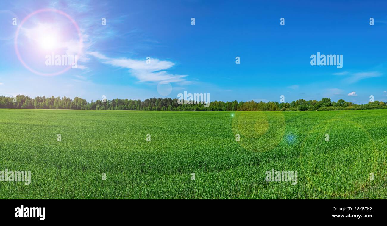 Grünes landwirtschaftliches Feld von Winterpflanzen im Sonnenlicht. Agrargeschäft. Farm Feld von Winterkulturen. Blauer Himmel. Weiße Wolken. Wolkiger Horizont. Natur Stockfoto