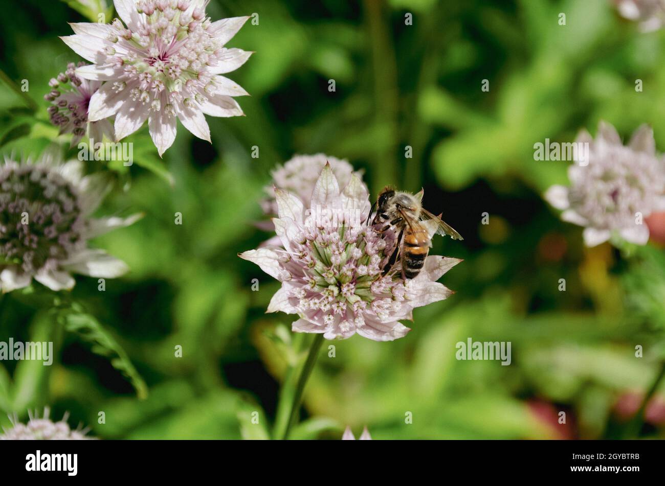 Eine arbeitende Biene in einer blassrosa Blume aus wildem Knoblauch im Sommergarten Stockfoto