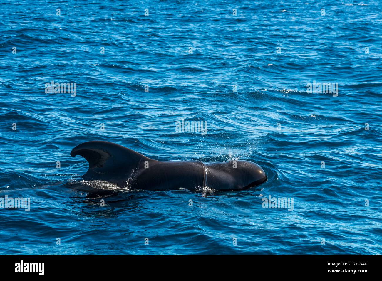 Kurzflossentrümpelwal (Globicephala macrorhynchus), vor der Insel Teneriffa, Kanarische Inseln. Stockfoto