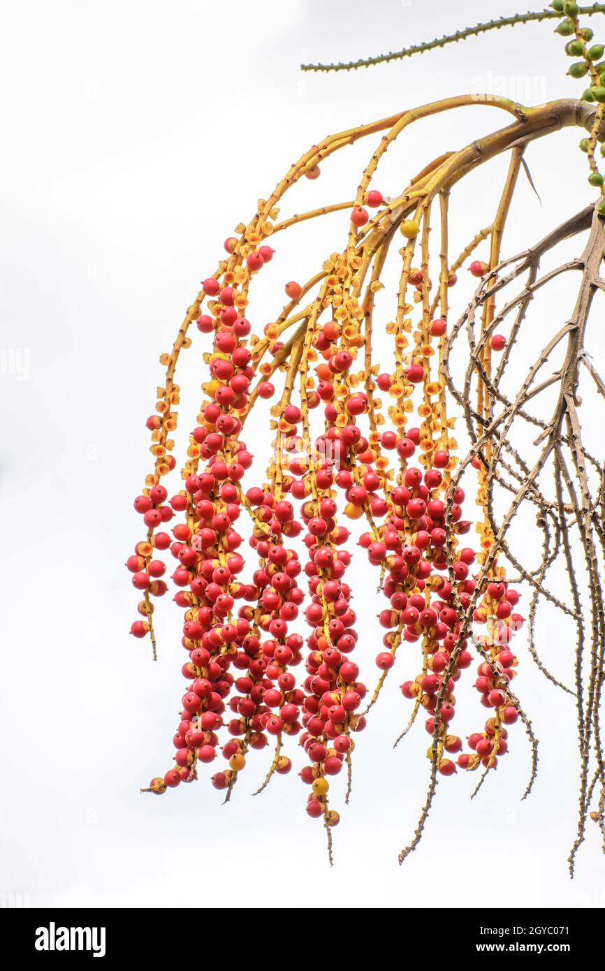 Auswirkungen von cyrtostachys Renda auf einer Natur Hintergrund. Stockfoto