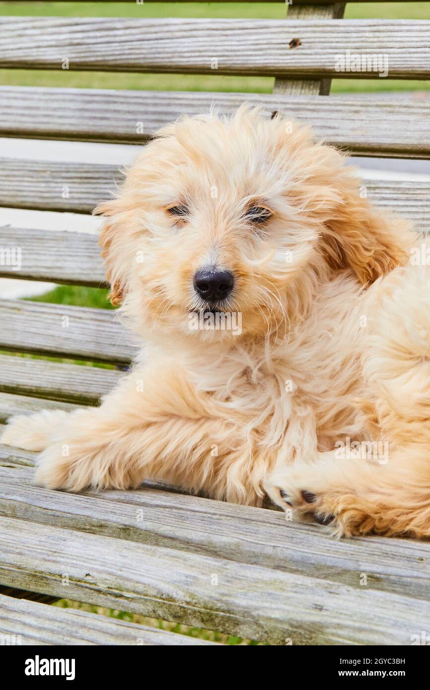 Weißer Goldendoodle Welpe sitzt auf Holzbank Stockfoto