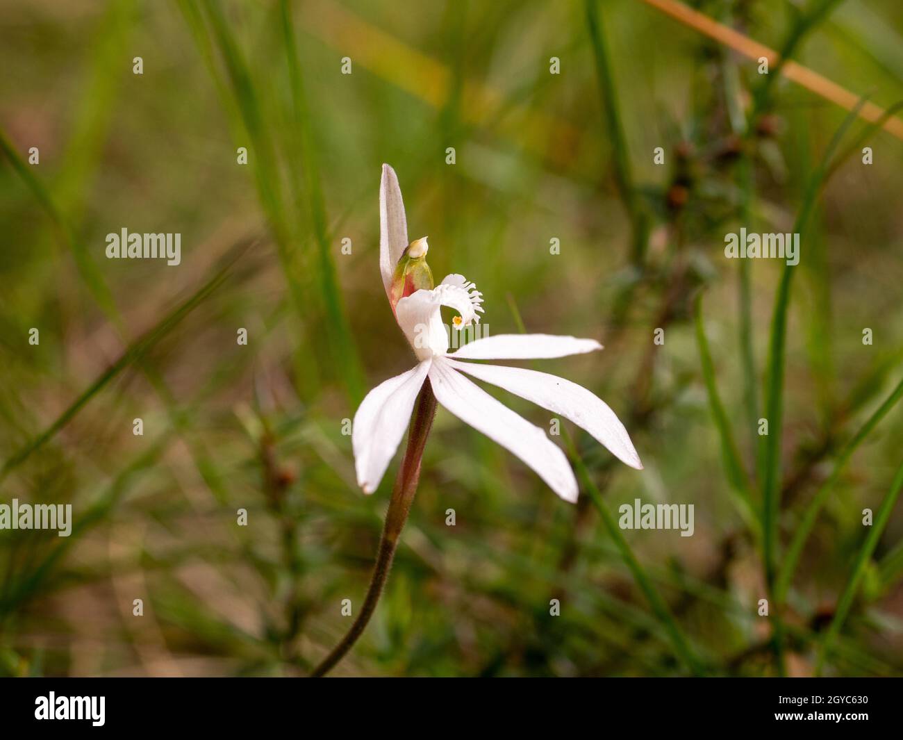 White Finger Orchid, eine einheimische australische Orchidee (Caladenia catenata), fotografiert auf der Mornington Peninsula, Victoria, Australien Stockfoto