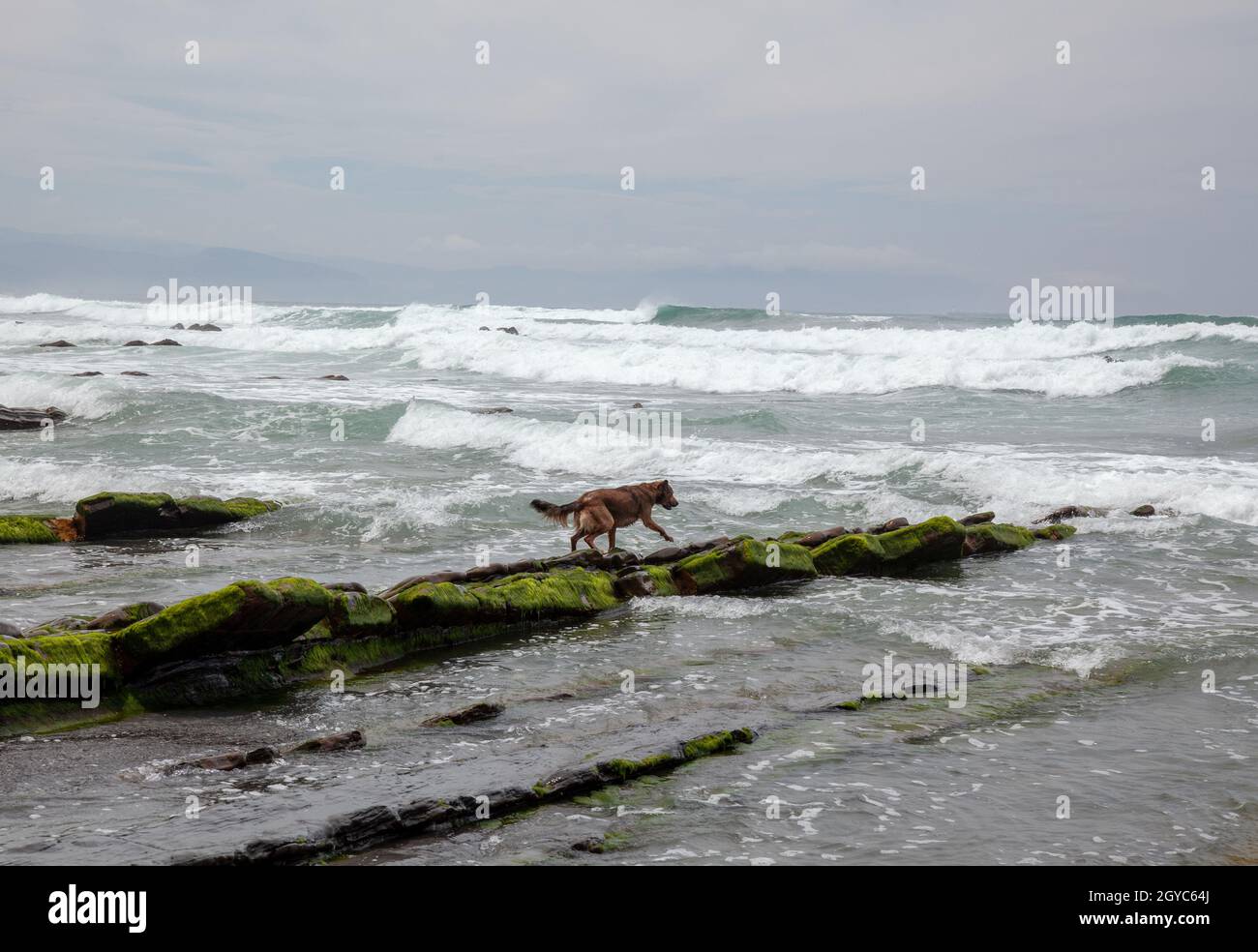 Hund am Ufer von Barrica in Spanien mit Steinen, die mit Algen bedeckt aus dem Wasser ragen Stockfoto