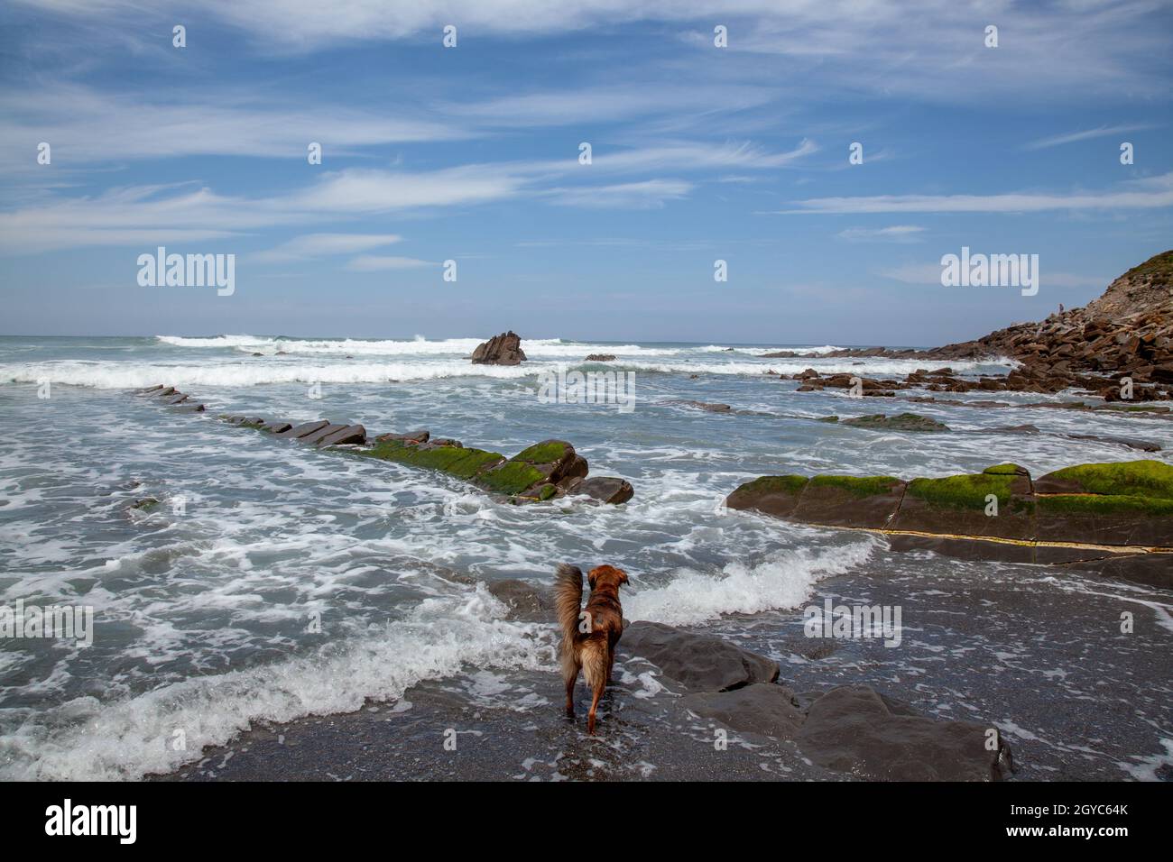 Hund am Ufer von Barrica in Spanien mit Steinen, die mit Algen bedeckt aus dem Wasser ragen Stockfoto