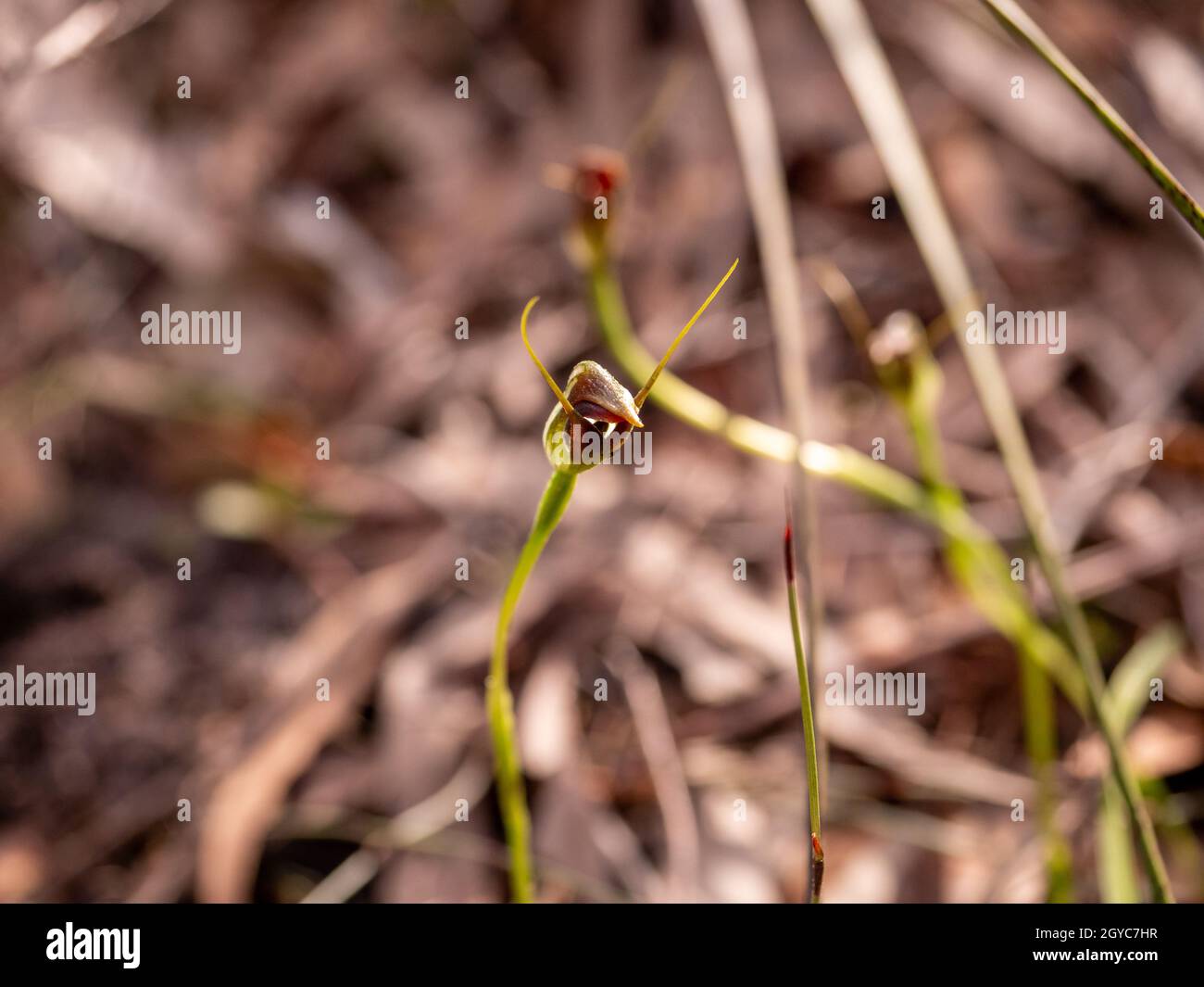 Wild Maroon-Hood Orchid (Pterostylis pedunculata), langwarrin, Australien Stockfoto