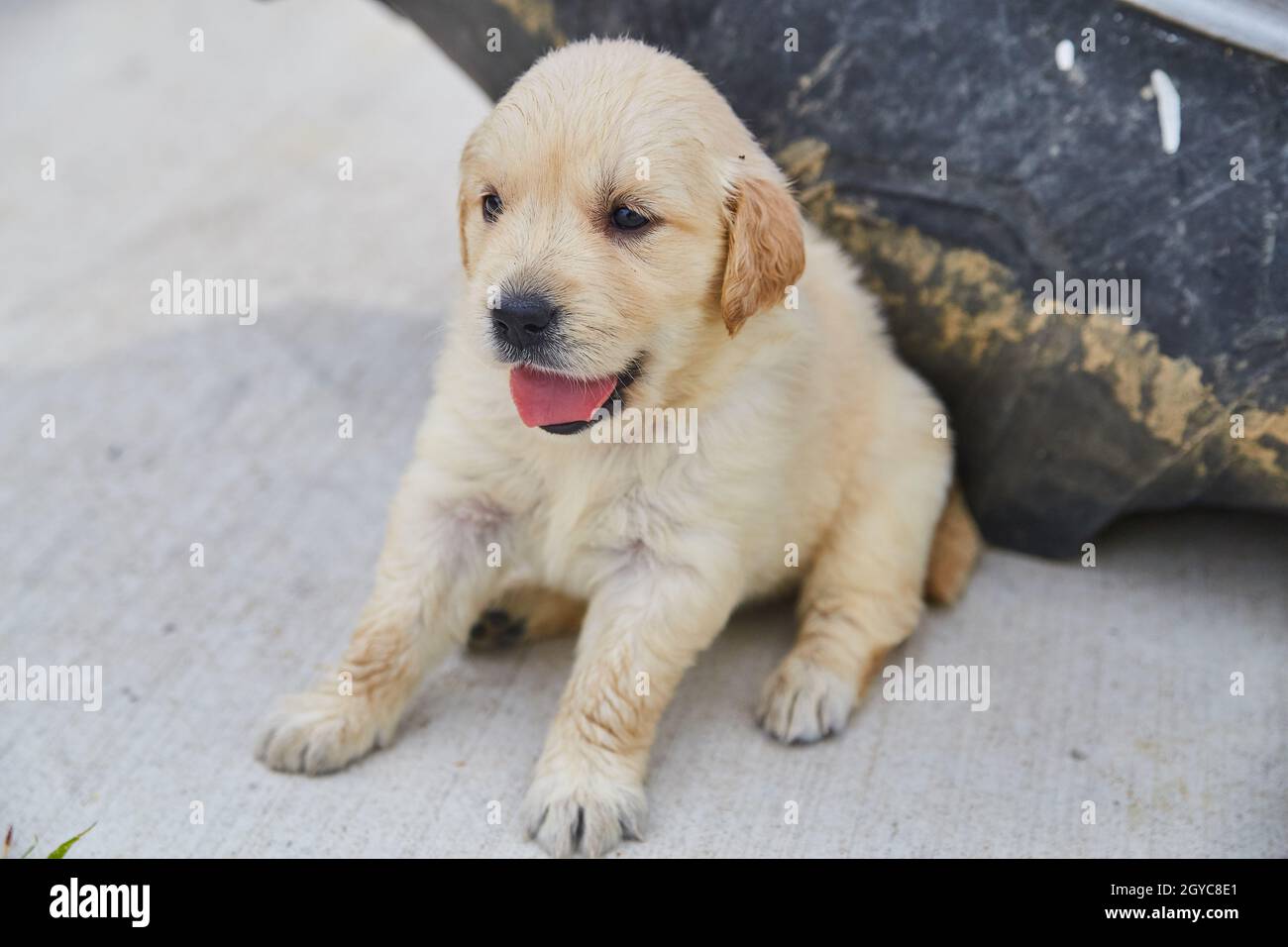 Entzückende goldene Retriever Welpen keuchend auf der Auffahrt Stockfoto