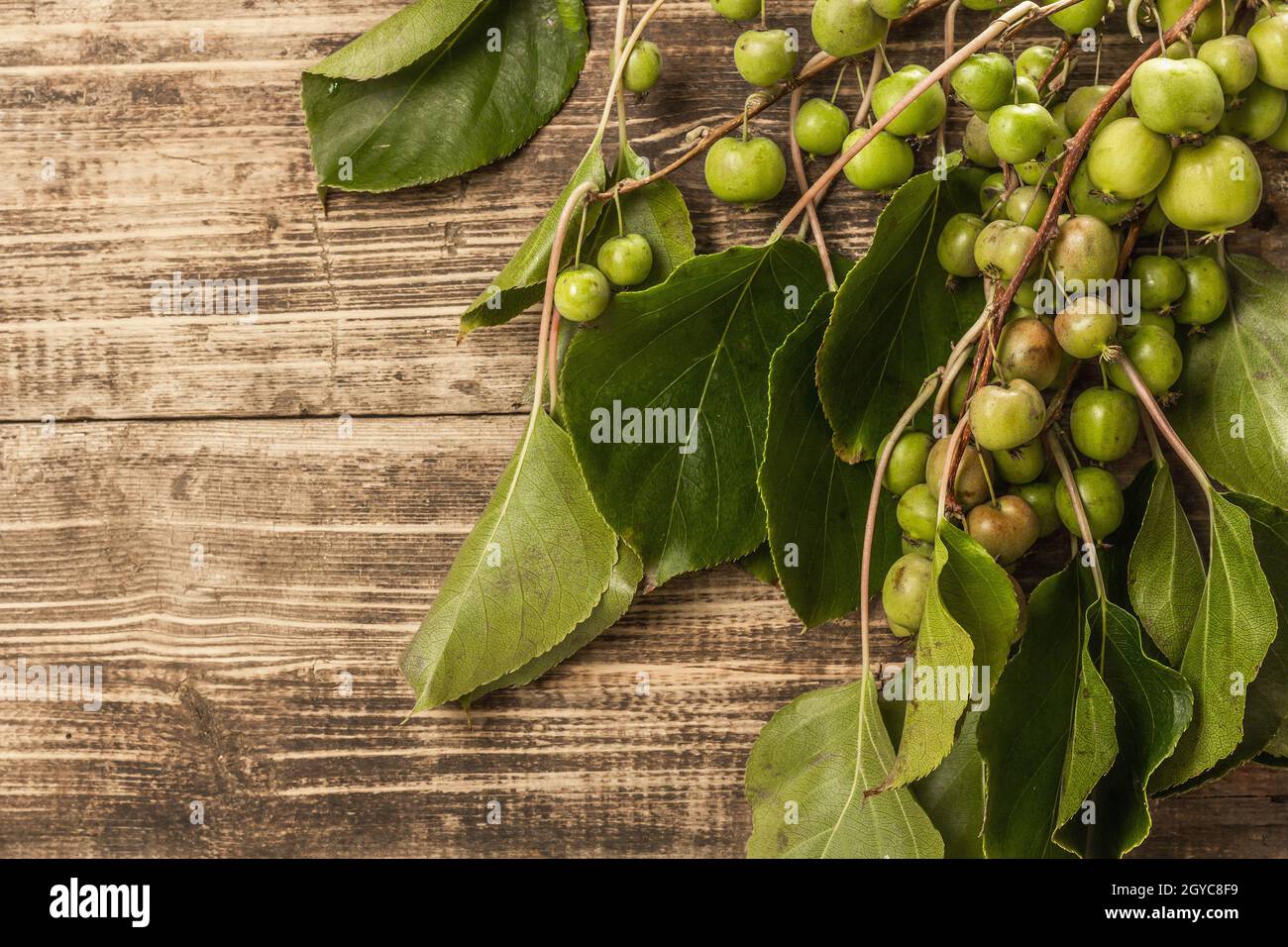Reife Actinidia arguta oder Kiwi auf Holzbrettern Hintergrund. Zweige von frischen Früchten mit grünen Blättern Stockfoto