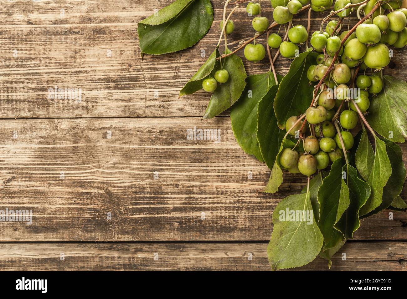 Reife Actinidia arguta oder Kiwi auf Holzbrettern Hintergrund. Zweige von frischen Früchten mit grünen Blättern Stockfoto