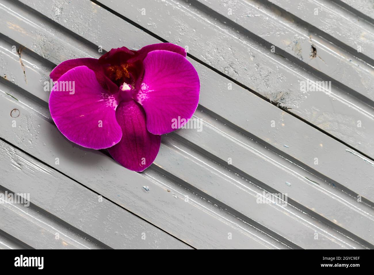 Lila Orchideenblume auf einem grauen Holzhintergrund. Nahaufnahme mit Blumendetails; Studiofotografie, Hintergrundfotografie Stockfoto