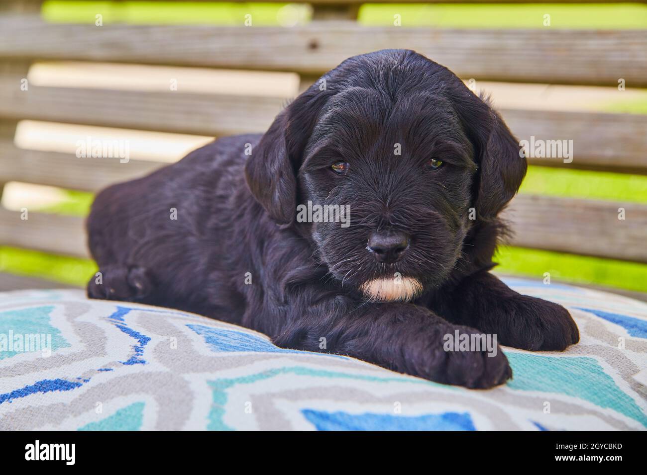 Niedliches schwarz-goldenes Retriever mit weißem Kinn auf Terrassenmöbeln Stockfoto