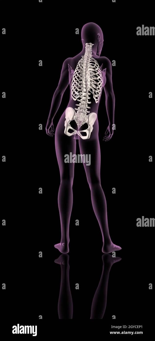 3D Rendern von einem weiblichen medizinische Skelett zeigt, Brustkorb, Wirbelsäule und Hüfte Knochen Stockfoto