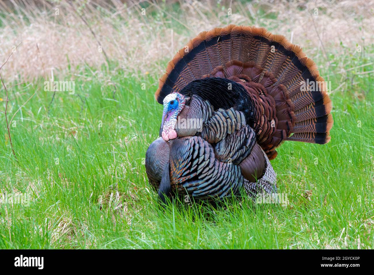 Eastern Wild Turkey (Meleagris gallopavo silvestris), Spring, E USA, von Dominique Braud/Dembinsky Photo Assoc Stockfoto