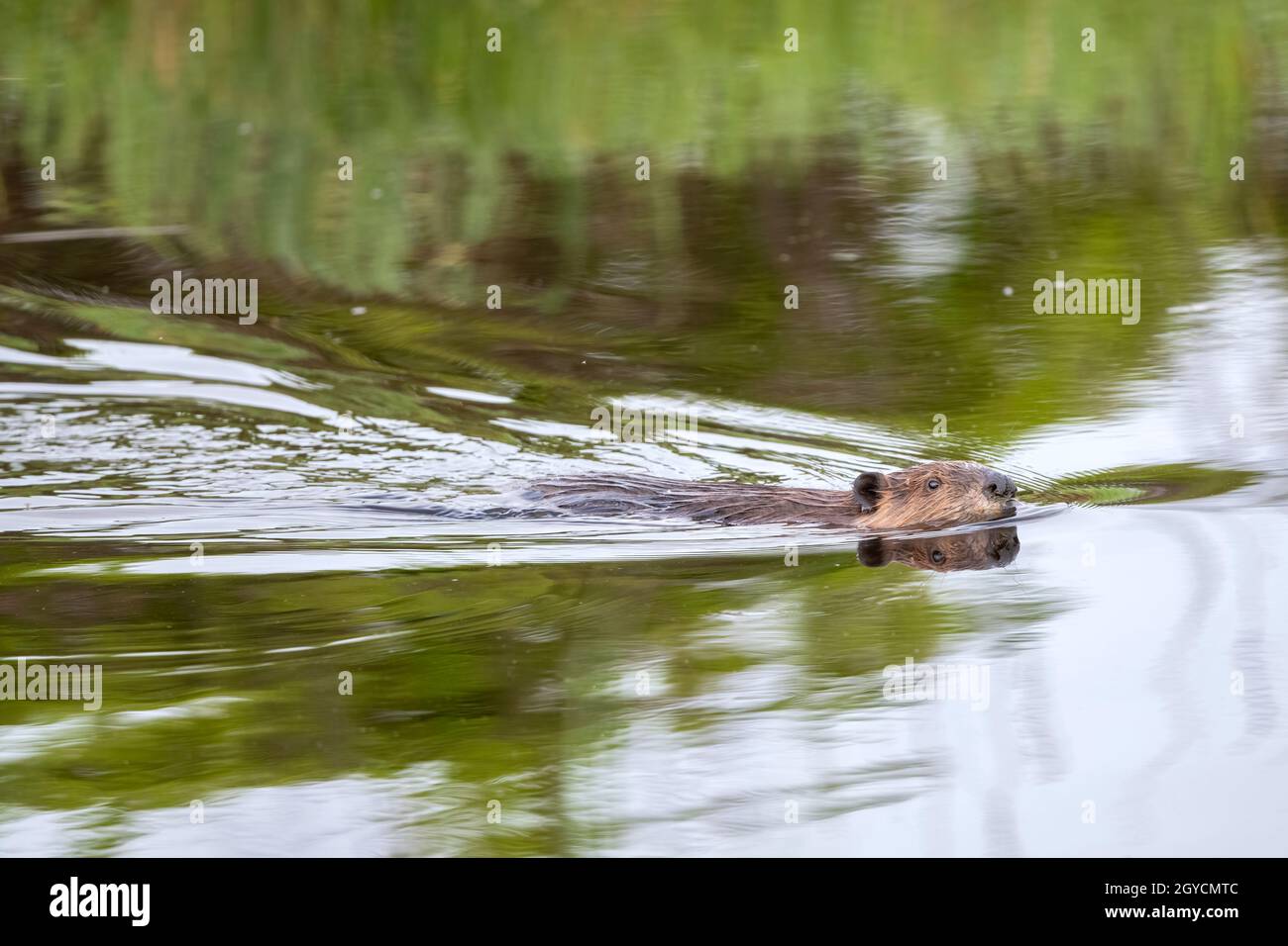 Biber (Castor canadensis) schwimmend im Teich, Frühling, Nordamerika, von Dominique Braud/Dembinsky Photo Assoc Stockfoto