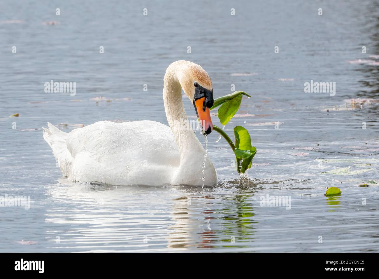 Muter Schwan (Cygnus olor) Fütterung an Teichvegetation, Spring, E USA, von Dominique Braud/Dembinsky Photo Assoc Stockfoto Muter Schwan (Cygnus olor) Fütterung an Teichvegetation, Spring, E USA, von Dominique Braud/Dembinsky Photo Assoc Stockfoto