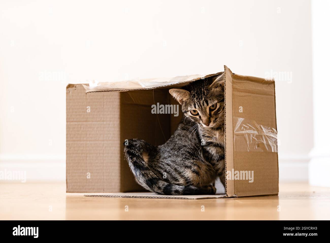Lustige gestromte Katze in einem Karton auf dem Boden. Paket mit Haustier  Freund. Graues Kätzchen mit schönen Augen, die drinnen spielen  Stockfotografie - Alamy