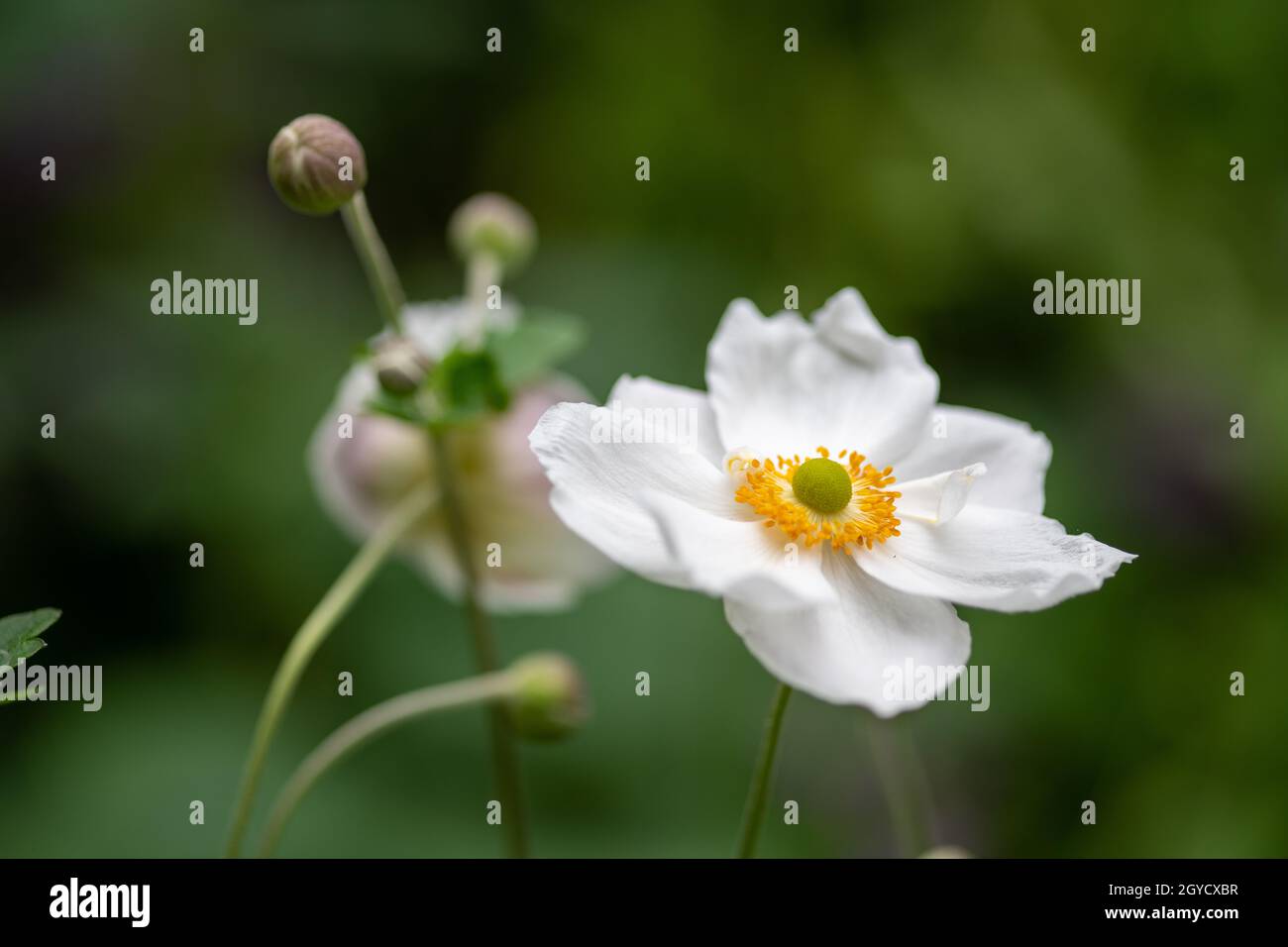 Anemone hupehensis (Lemoine) Lemoine aka Japanese Anemone Stockfoto