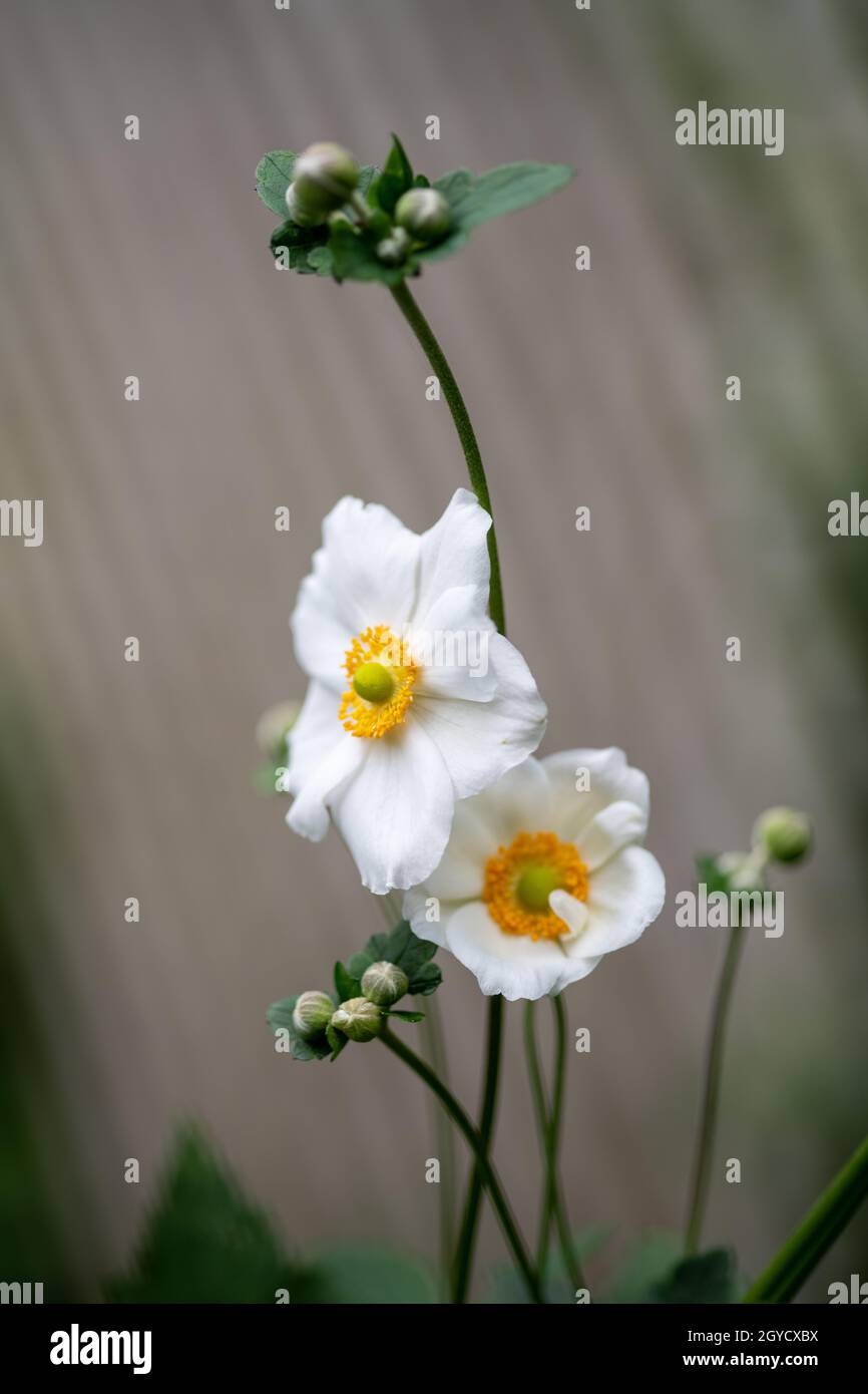 Anemone hupehensis (Lemoine) Lemoine aka Japanese Anemone Stockfoto