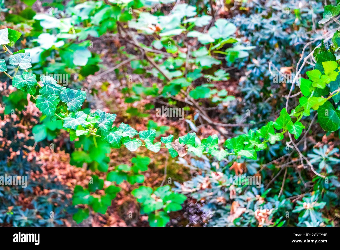 Kletternde Efeu-Pflanze mit grünen Blättern im Wald des Rodini Parks auf der Insel Rhodos in Griechenland. Stockfoto