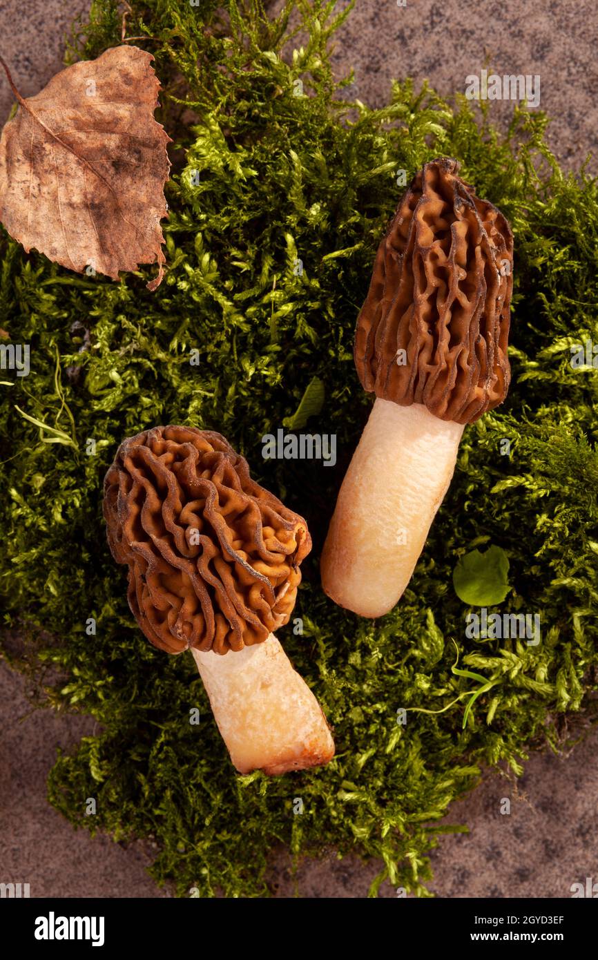 Detailaufnahme von Verpa bohemica - essbarer und köstlicher Pilz, bekannt als frühe Morelle oder faltiger Flügelkappe auf grünem Moos. Stockfoto