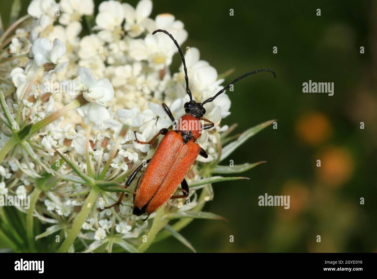 Bockkäfer, weibl., Rothalsbock Stickoleptura rubra, auf dem Blütenstand der Wilden Möhre. Stictoleptura rubra kann eine Länge von 10–20 Millimetern erreichen Stockfoto