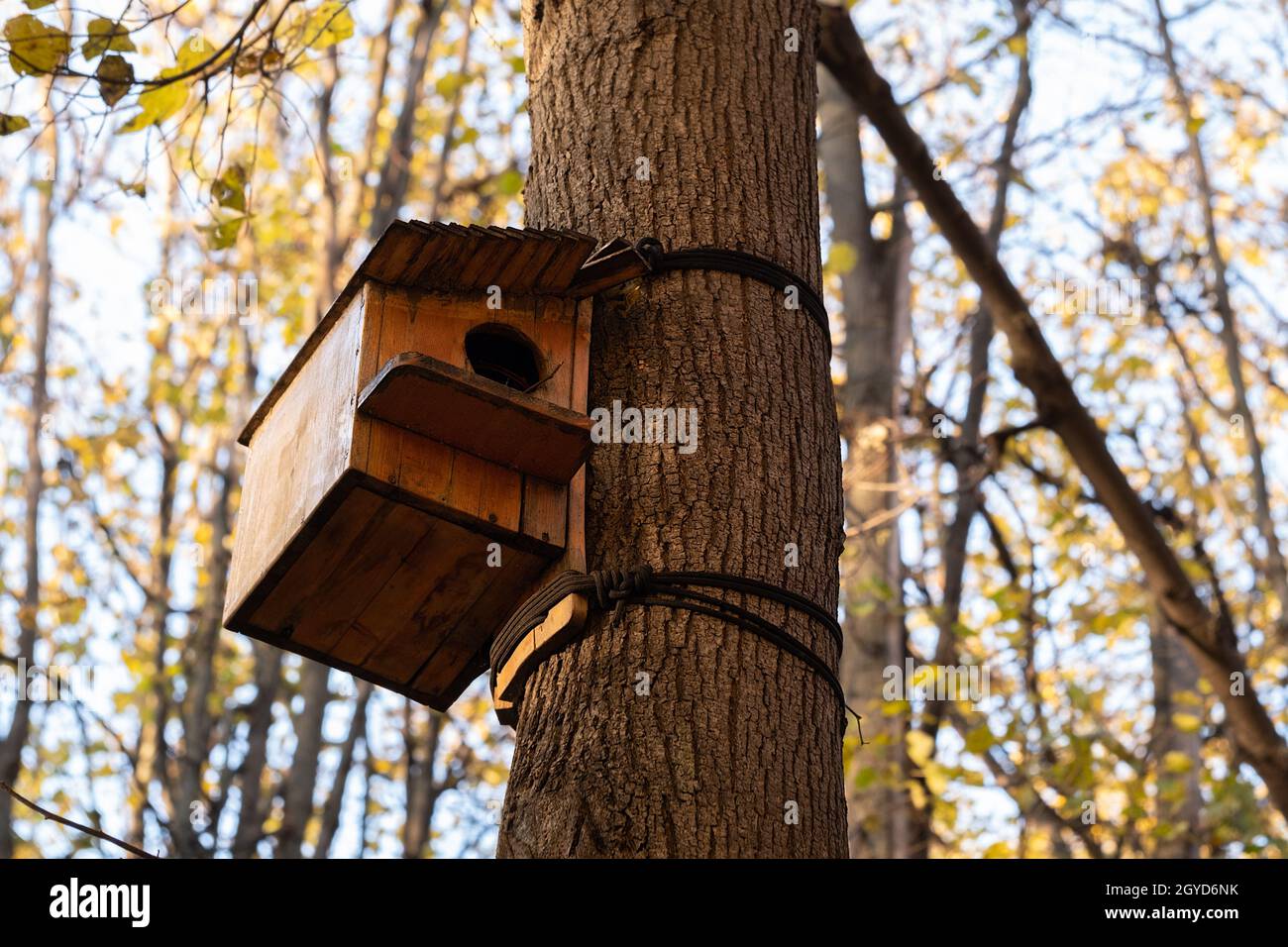 Vogelfutterhäuschen aus Holz auf Baum im Herbst Park oder Garten Stockfoto