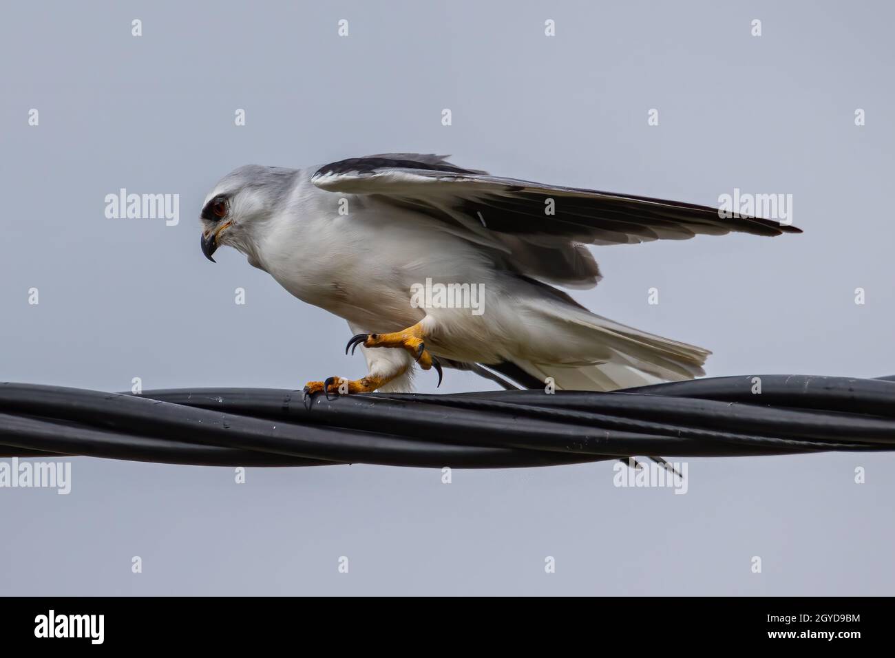 Black-winged Kite auch bekannt als Black-Shoulder Drachenadler sitzt auf einem Kabel. Stockfoto