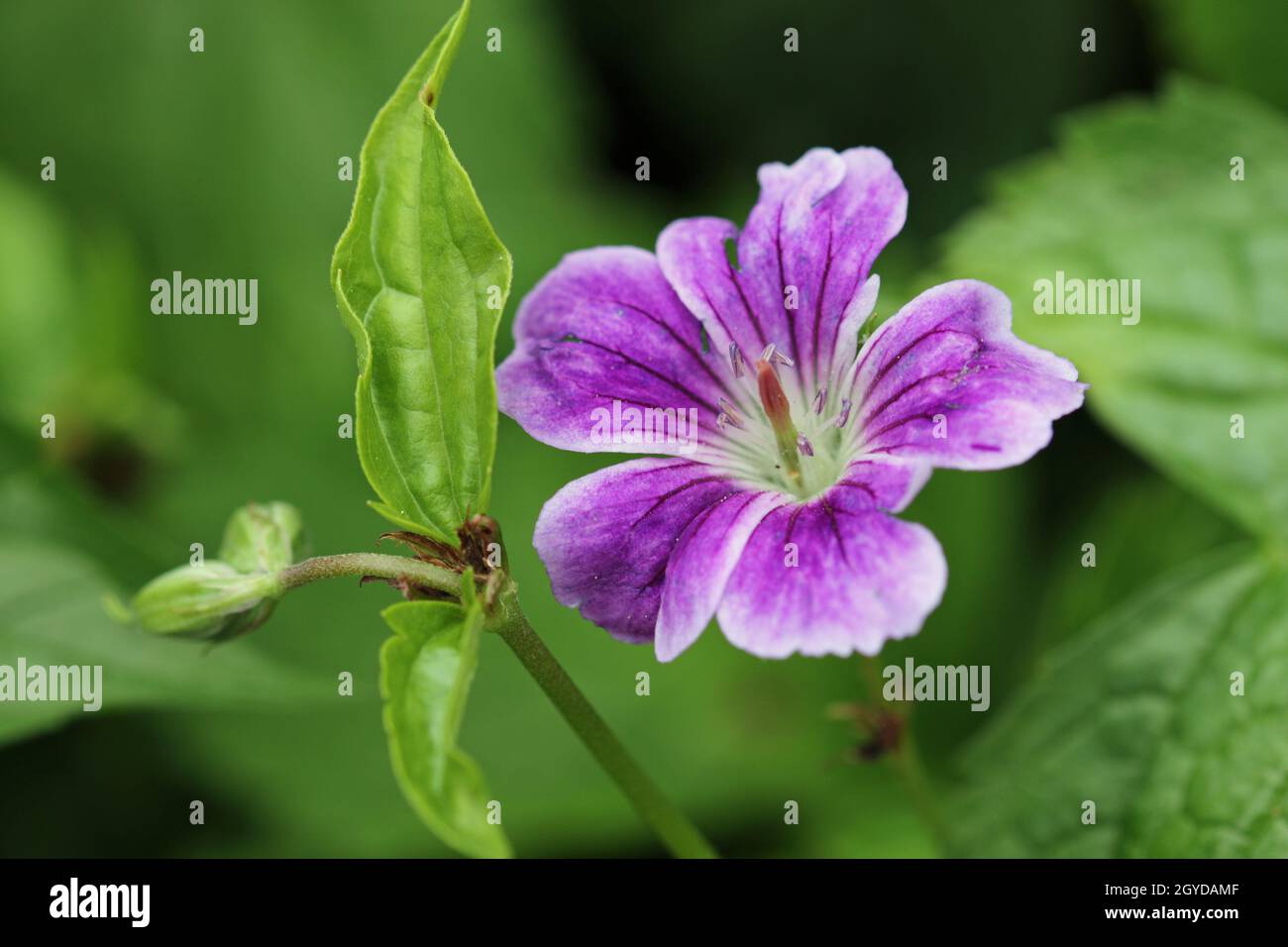 Lila mit weißen Rändern geknotete Cranesbill, Geranium nodosum Sorte Whiteleaf, Blume Nahaufnahme mit einem Hintergrund von verschwommenen Blättern. Stockfoto