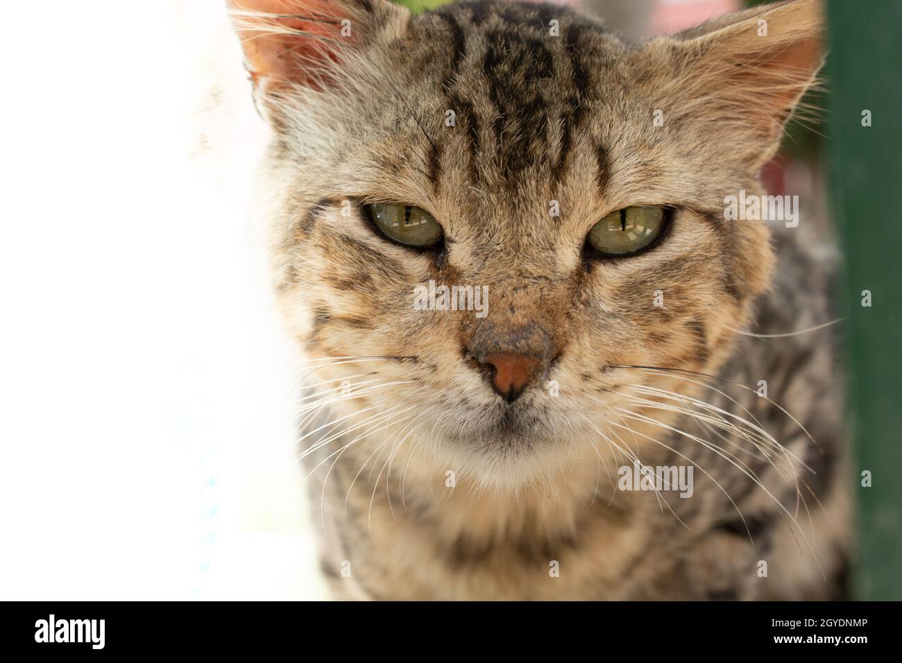 Nahaufnahme einer schönen braunen streunenden Katze mit grünen Augen Stockfoto