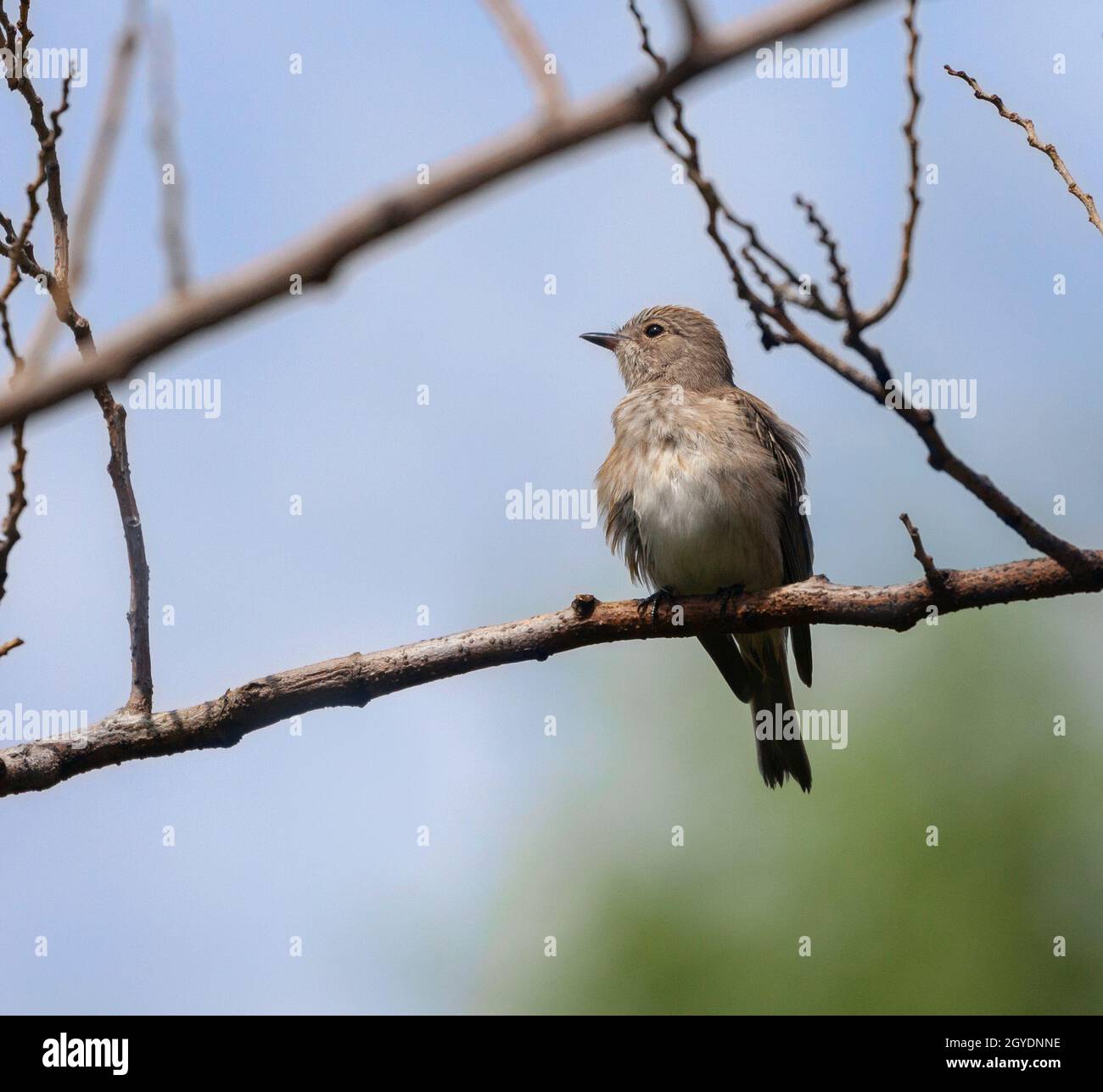 Muscicapa striata, ein gefleckter Fliegenfänger, in der Alameda, auch bekannt als Botanischer Garten von Gibraltar. Stockfoto