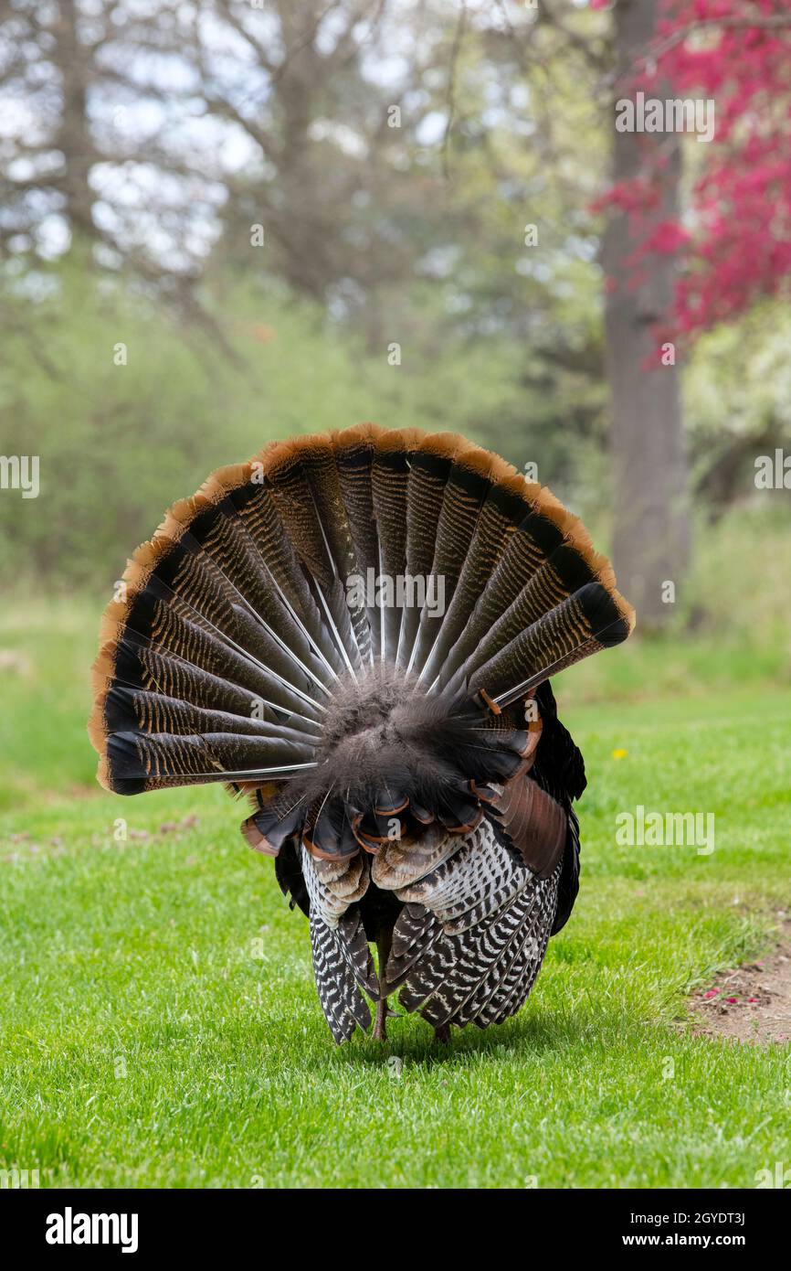 Eastern Wild Turkey (Meleagris gallopavo silvestris), Spring, E USA, von Dominique Braud/Dembinsky Photo Assoc Stockfoto