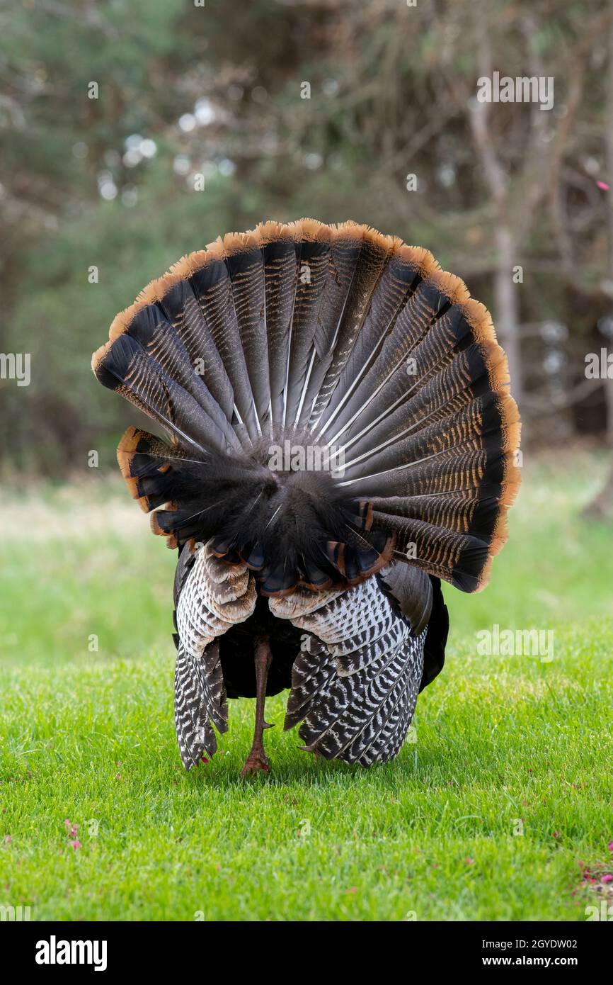 Eastern Wild Turkey (Meleagris gallopavo silvestris), Spring, E USA, von Dominique Braud/Dembinsky Photo Assoc Stockfoto