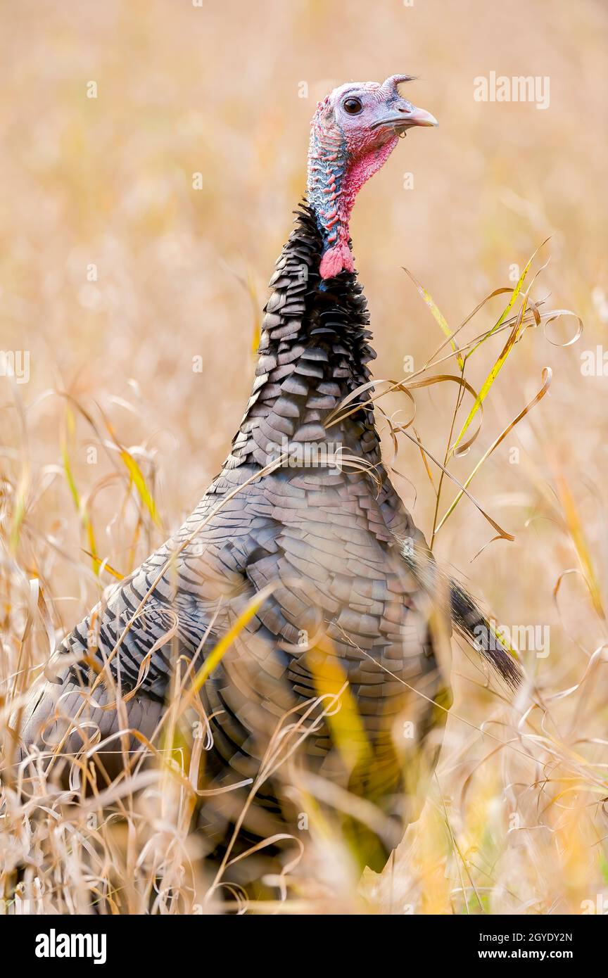 Eastern Wild Turkey (Meleagris gallopavo silvestris), Spring, E USA, von Dominique Braud/Dembinsky Photo Assoc Stockfoto