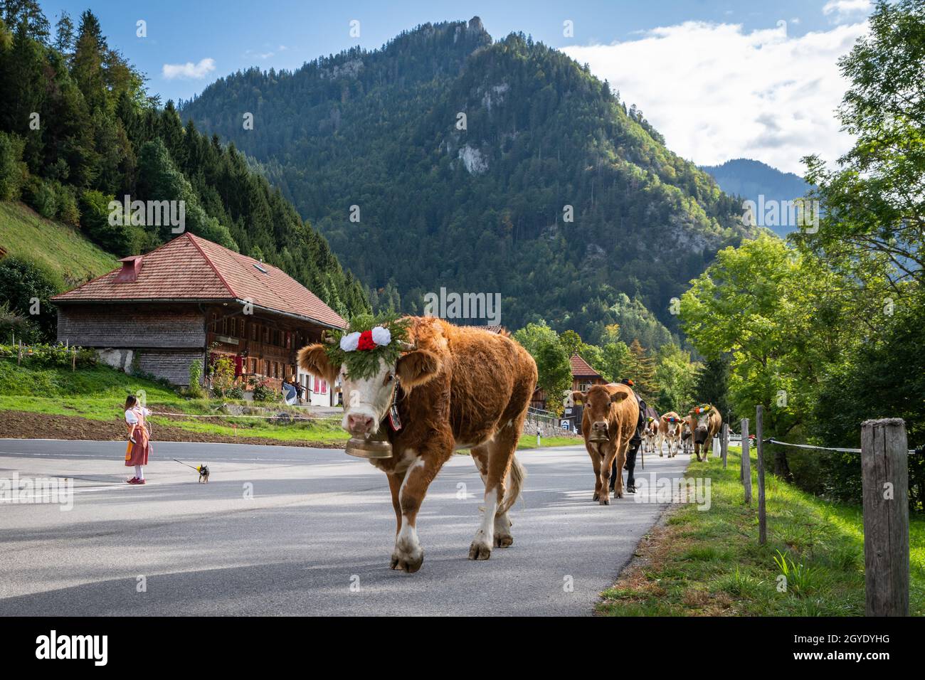 Kühe auf dem jährlichen Wanderhaltung in Charmey in der Nähe von bulle, Freiburg Zone in den Schweizer Alpen Stockfoto
