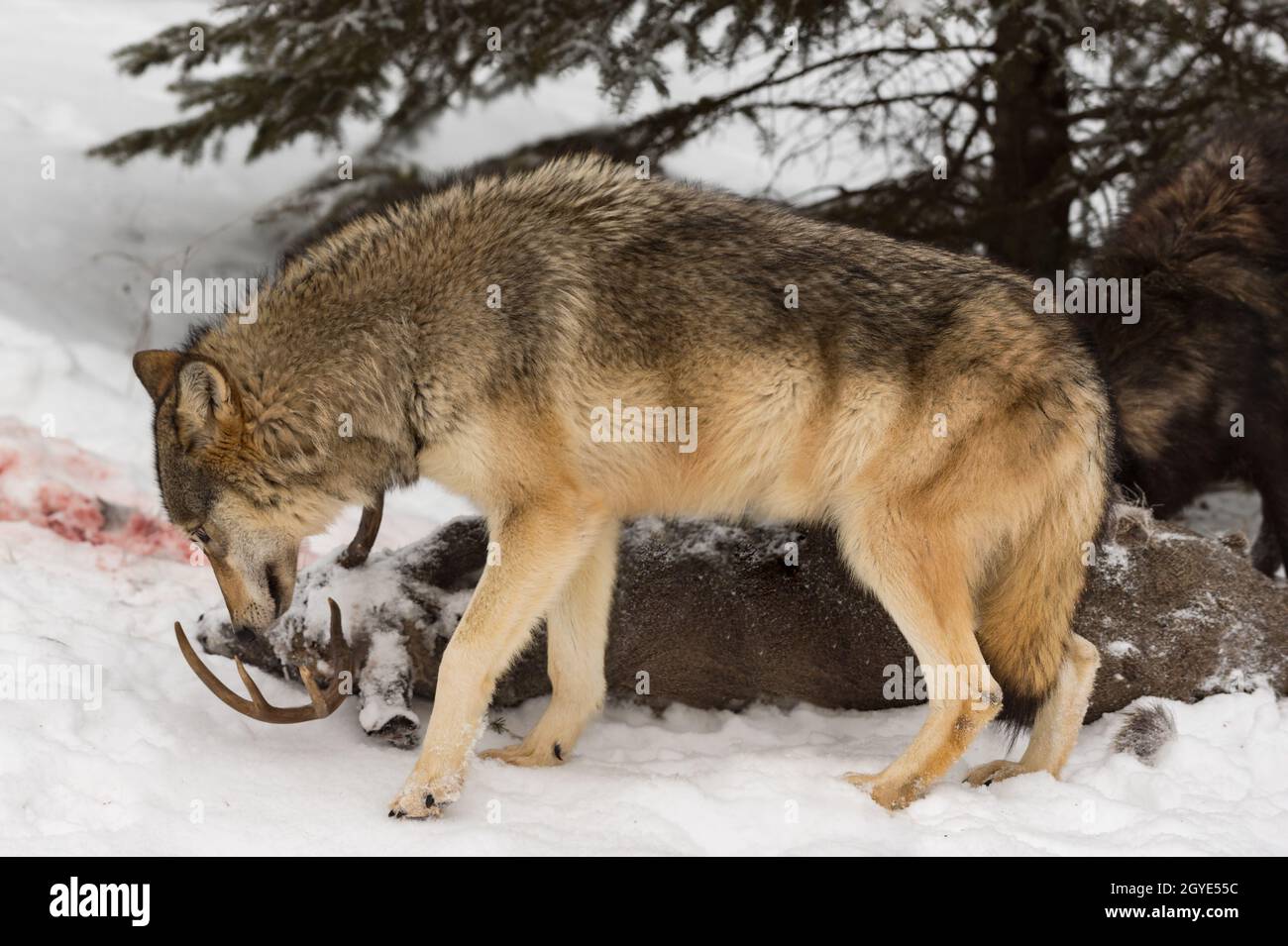 Grauer Wolf (Canis lupus) schnüffelt am Kopf des Weißschwanzhirschs Carcass Schwarzer Packmate hinter dem Winter - Gefangene Tiere Stockfoto