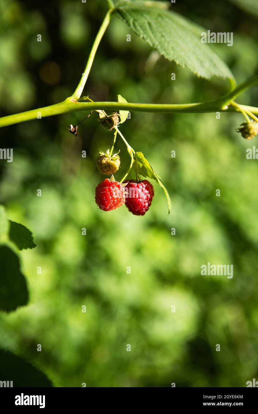 Eine sehr reife und unreife Himbeere, die an einem Ast hängt, aus der Nähe geschossen. Sonniger Sommertag, Nahaufnahme Stockfoto