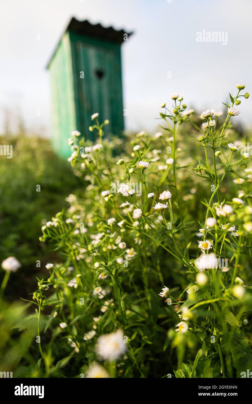 Toilette in einem Feld von Gänseblümchen. Vintage-Toilette. Eine rustikale grüne Toilette im Freien mit einem Herz, das an der Tür herausgeschnitten wurde Stockfoto