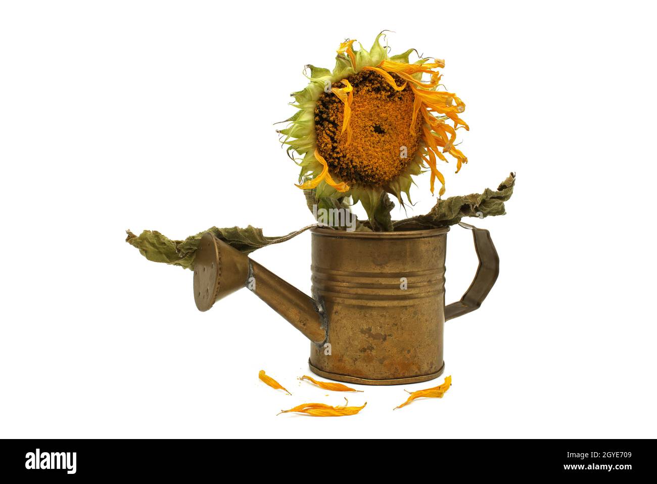 Rustikales Stillleben mit welkender Sonnenblume in einer Gießkanne, die die ölreiche Samenbildung zeigt und ein paar gefallene gelbe Blütenblätter im Vordergrund-Isol Stockfoto
