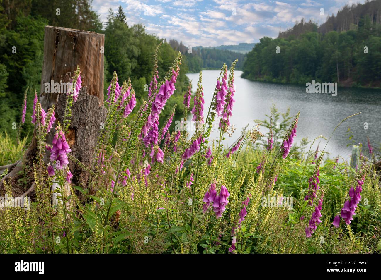 Panoramabild von Wildblumen mit dem Genkel-Stausee im Hintergrund, Marienheide, Bergisches Land, Deutschland Stockfoto