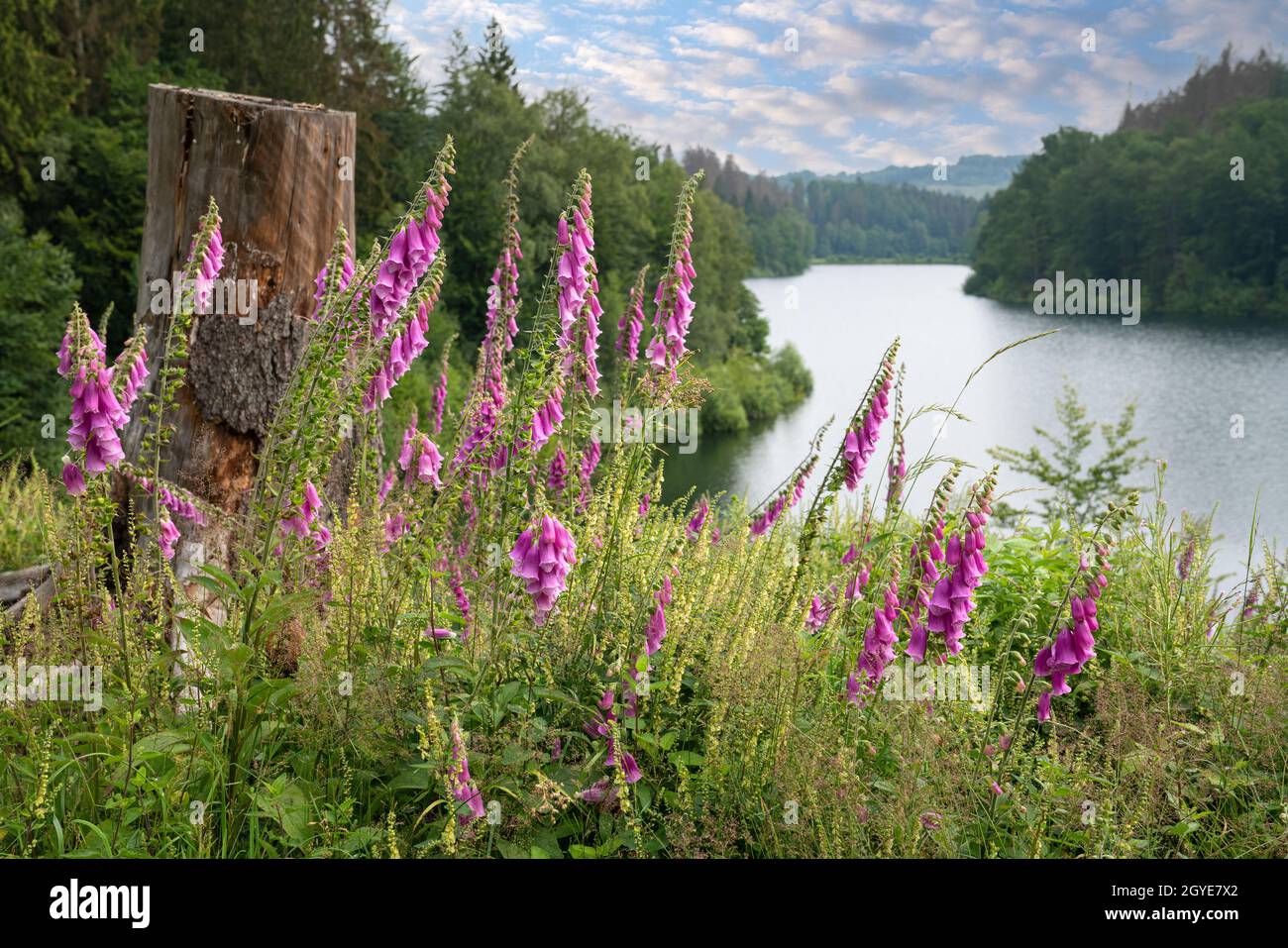 Panoramabild von Wildblumen mit dem Genkel-Stausee im Hintergrund, Marienheide, Bergisches Land, Deutschland Stockfoto