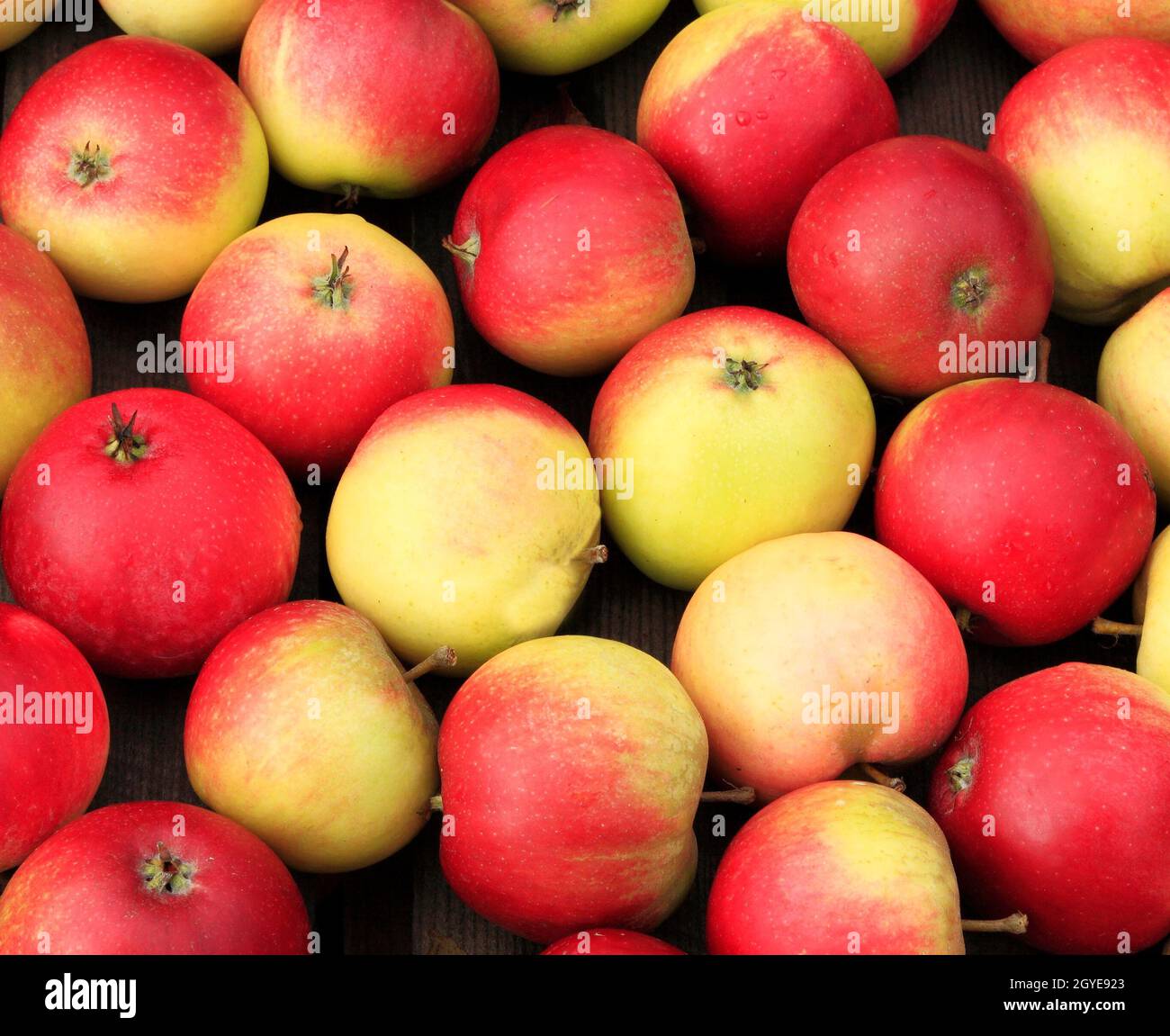Apfel 'Worcester', Farm Shop Display, Obst, Äpfel, gesunde Ernährung, malus domestica Stockfoto